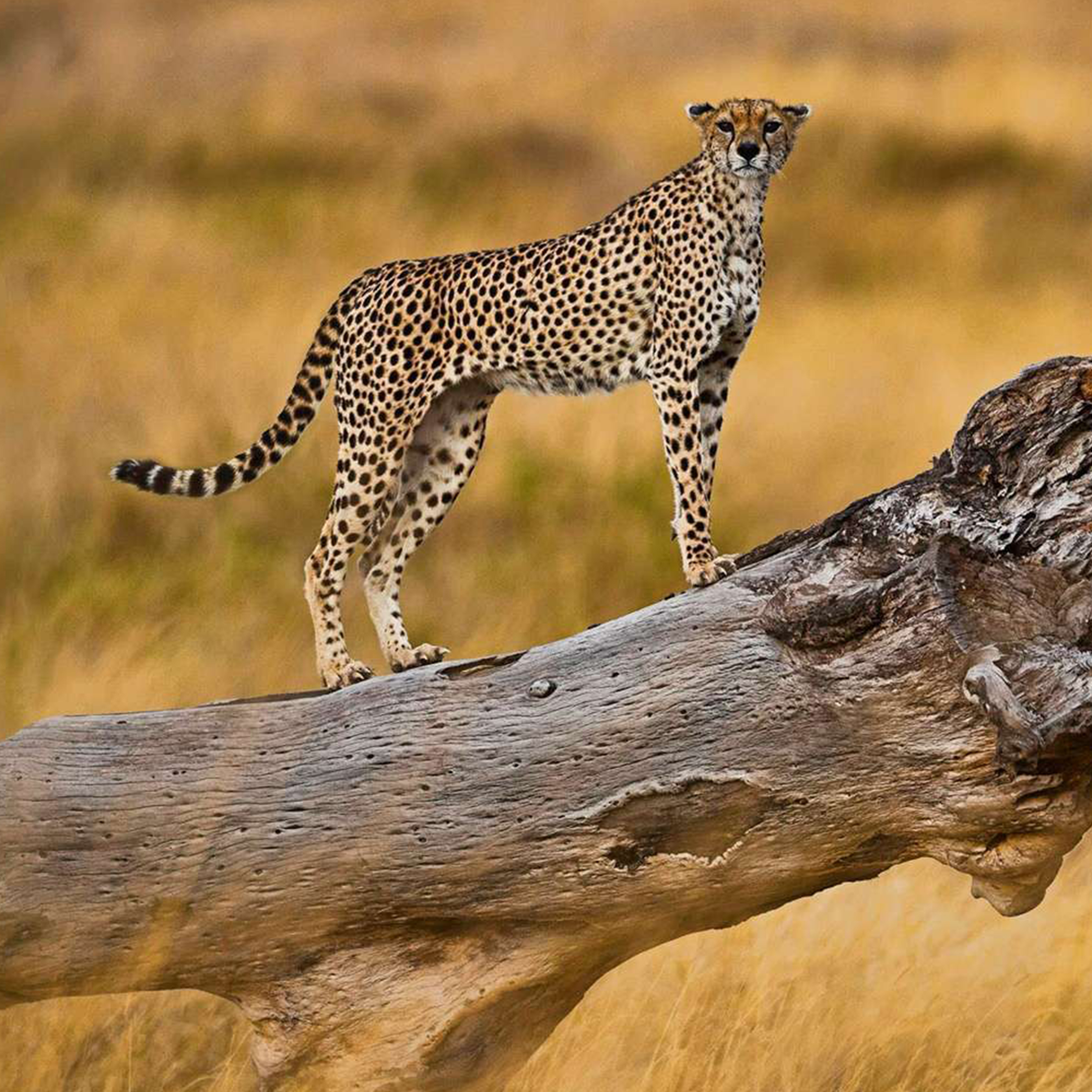 Kenya - Migration Safari